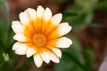 Flower Margarida