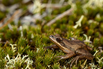 New Jersey Chorus Frog - Pseudacris kalmi