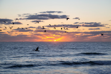 Fototapeta premium Flock of birds, Seagulls, flying by the ocean during a vibrant cloudy sunrise. Taken in Daytona Beach, Florida, United States.
