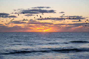 Flock of birds, Seagulls, flying by the ocean during a vibrant cloudy sunrise. Taken in Daytona Beach, Florida, United States.