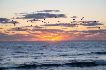 Fototapeta na wymiar Flock of birds, Seagulls, flying by the ocean during a vibrant cloudy sunrise. Taken in Daytona Beach, Florida, United States.