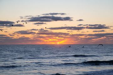 Obraz premium Flock of birds, Seagulls, flying by the ocean during a vibrant cloudy sunrise. Taken in Daytona Beach, Florida, United States.