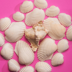 bigger seashell arrangement on pink