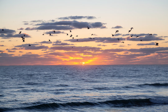Flock of birds, Seagulls, flying by the ocean during a vibrant cloudy sunrise. Taken in Daytona Beach, Florida, United States. © edb3_16