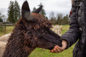 Girl feeding food from hand to an Alpaca in a farm during a cloudy day.