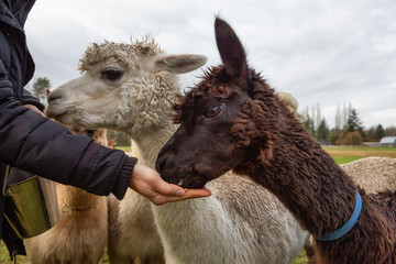 Girl feeding food from hand to an Alpaca in a farm during a cloudy day.