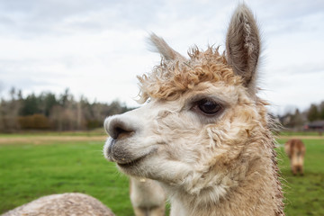 Fototapeta premium Alpaca in a farm during a cloudy day.