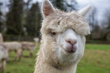 Alpaca in a farm during a cloudy day.