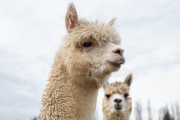 Alpaca in a farm during a cloudy day.