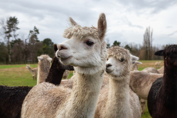 Obraz premium Alpaca in a farm during a cloudy day.