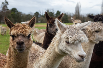 Alpaca in a farm during a cloudy day.