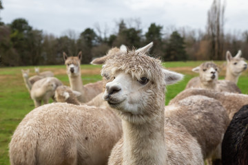 Alpaca in a farm during a cloudy day.
