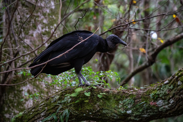 Naklejka premium Black Vulture sitting on a tree. Taken in Chassahowitzka River, located West of Orlando, Florida, United States.
