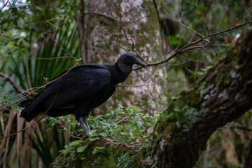 Black Vulture sitting on a tree. Taken in Chassahowitzka River, located West of Orlando, Florida, United States.