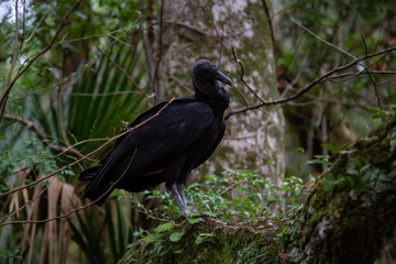 Fototapeta premium Black Vulture sitting on a tree. Taken in Chassahowitzka River, located West of Orlando, Florida, United States.