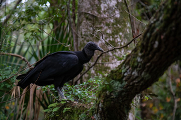 Black Vulture sitting on a tree. Taken in Chassahowitzka River, located West of Orlando, Florida, United States.