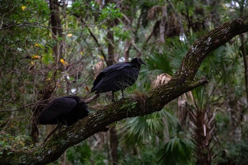 Black Vulture sitting on a tree. Taken in Chassahowitzka River, located West of Orlando, Florida, United States.