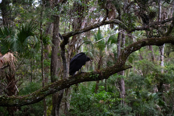 Black Vulture sitting on a tree. Taken in Chassahowitzka River, located West of Orlando, Florida, United States.