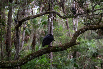 Black Vulture sitting on a tree. Taken in Chassahowitzka River, located West of Orlando, Florida, United States.