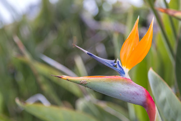 The Flora of California