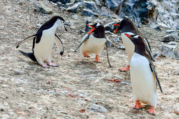 ANTARCTICA, Chinstrap penguin,  Gentoo Penguin