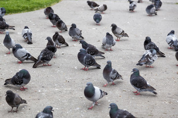 Fototapeta premium The Black Doves