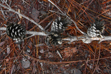 Pine Cone And Needles