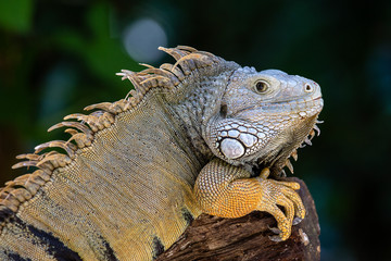 Closeup large iguana. Latin name Iguana iguana