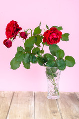 Obraz premium Garden red rose on pink background