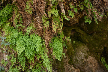 Plants on a rock wall covered with moss