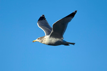Seagull soaring up in the bright blue sky.