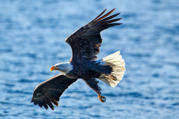Naklejka premium Bald eagle flies close to the water.