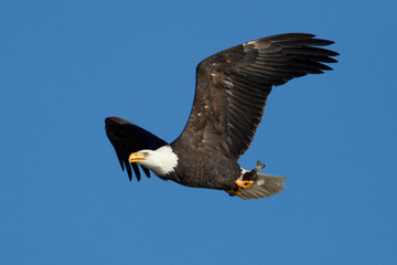 Eagle flying in the sky with a fish.