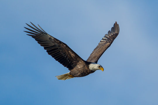Bald eagle in flight in the sky.