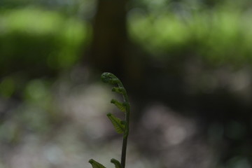 fern in forest