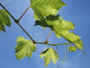 vine leaves with the sky in the background