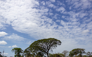 beautiful tree sky nature in venezuela