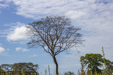 beautiful tree sky nature in venezuela