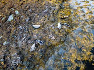 Aerial view of seal colony in Scotland - UK