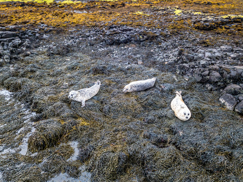 Aerial view of seal colony in Scotland - UK