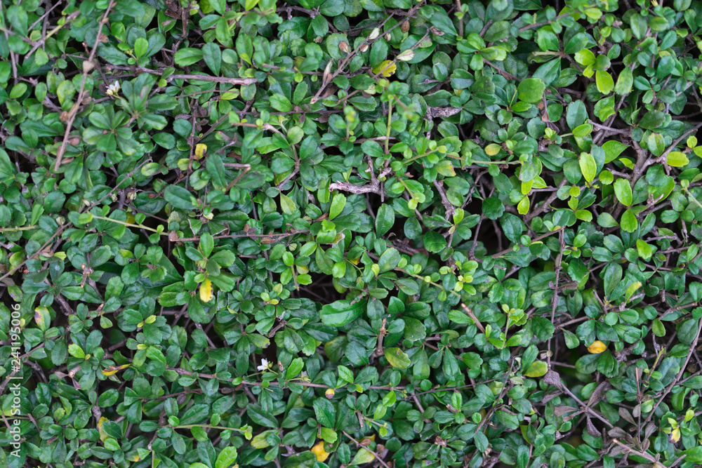 Wall mural green leaves texture for background