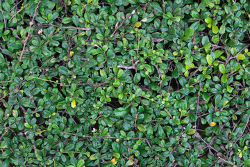 Green leaves texture for background