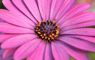 Closeup of purple osteospermum flower or cape daisy.