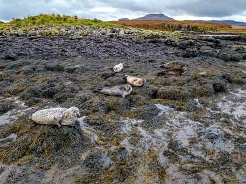 Aerial view of seal colony in Scotland - UK