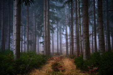 morgens im nahen Wald