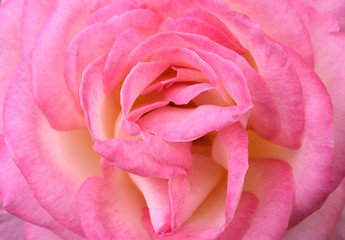 Closeup of a pink rose.