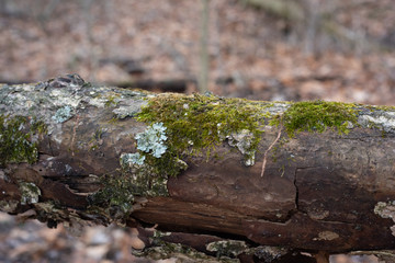 Fungus on a tree branch