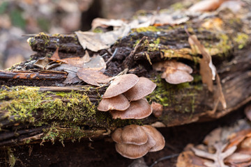 Tree fungus