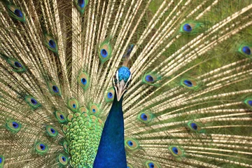 Fotobehang Peacock  © Richard Carey