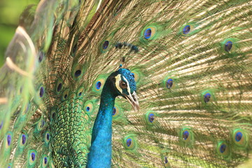 Peacock 